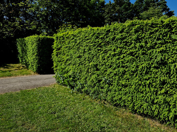 角梁木、紫杉和黄杨形成巨大的圆锥形，顶端呈圆锥形。高大的常绿灌木树篱丰富了法国巴洛克式花园的色彩，蓝天碧空图片下载