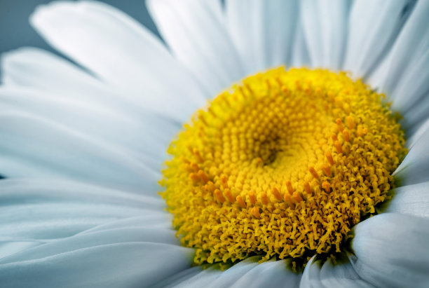 洋甘菊花特写。微距拍摄洋甘菊，花卉背景。夏季植物的美丽背景。洋甘菊是民间医学中使用的药用植物。图片下载