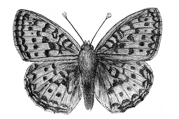 银洗贝母图片下载