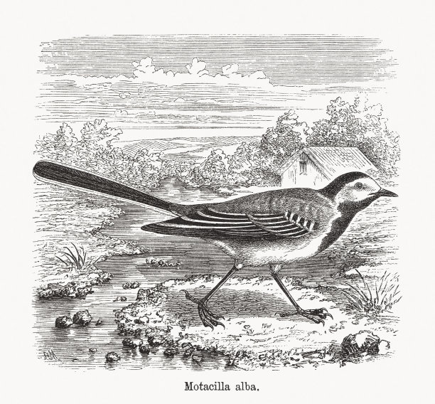 白色wagtail (Motacilla alba)，木版，1893年出版图片下载