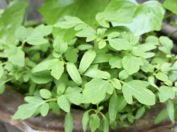 一张桌子上有绿色叶子的盆栽植物的照片，有一株植物正在盆栽中生长。图片下载