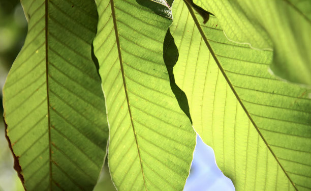 一张以蓝天为背景的绿叶照片上，有一只小鸟坐在枝叶繁茂的树枝上晒太阳。图片下载