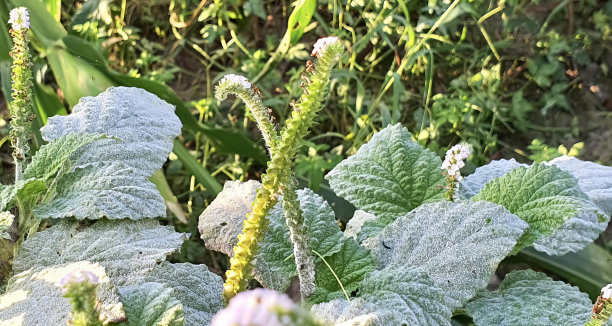 一张花园的照片，上面有一束植物和一只鸟，还有一张植物的特写，上面结了霜。图片下载