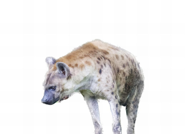 一张照片上一只鬣狗站在草地上的一块石头上，有一只鬣狗站在草地上的一块石头上。图片下载