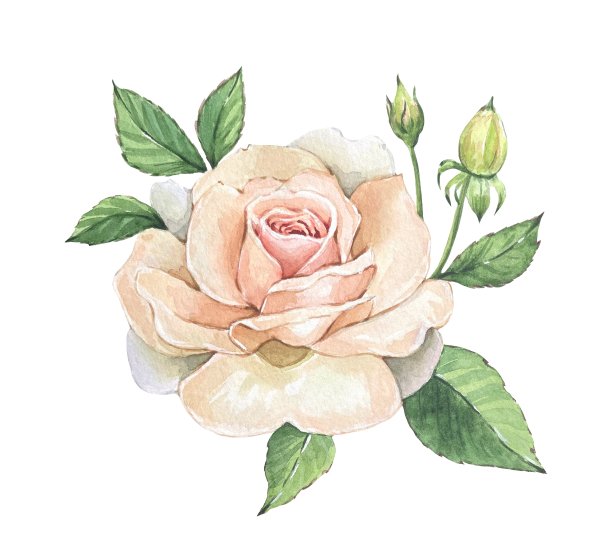 精致的水彩白玫瑰和叶子在白色的背景图片下载