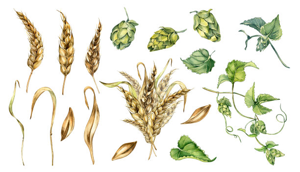 集小麦穗，啤酒花水彩插图孤立的白色背景。黑麦小穗，腐殖质植物手绘。设计元素用于广告、啤酒节、包装、标签酿造图片下载