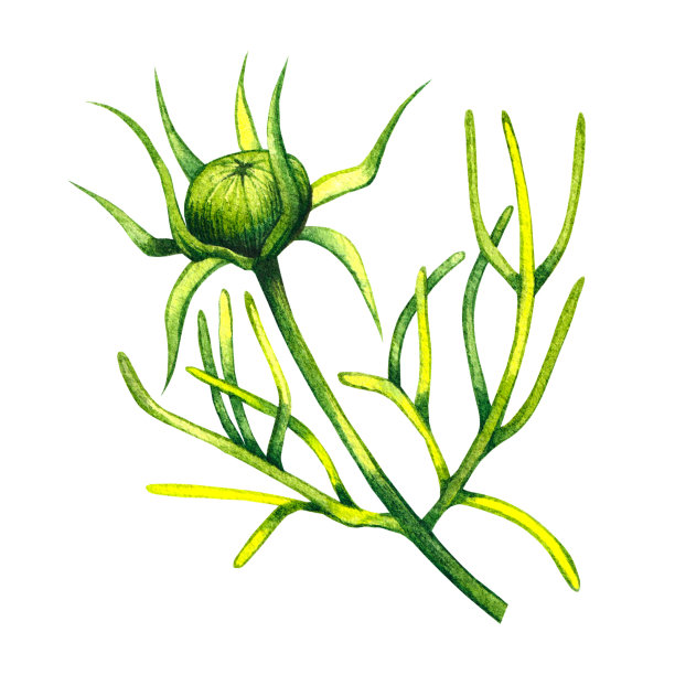 小宇宙花孤立在白色的背景上图片下载