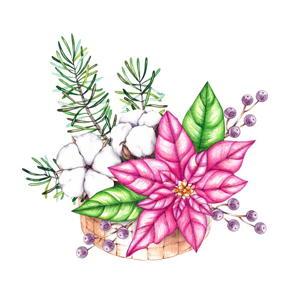 圣诞花束在一个篮子里与一品红和棉花花在一个白色的背景图片下载