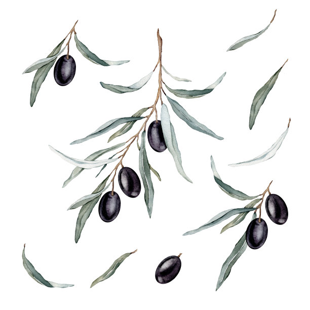 水彩插画集美丽的黑橄榄的健康生活和设计背景。手绘孤立在白色背景上图片下载