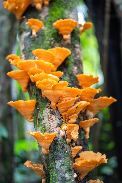 鲜艳的橙色蘑菇生长在树干上。图片下载