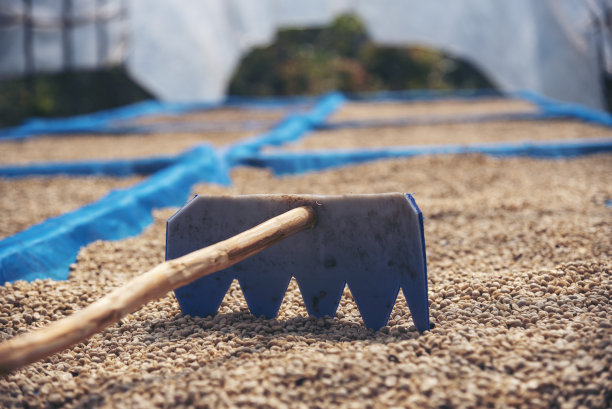近距离手握生咖啡豆堆干绿种子。农民的手在生态农场挑选废棒未烤的谷物。农场种植阿拉比卡咖啡豆的农业对象。晒干的新鲜黑咖啡图片下载