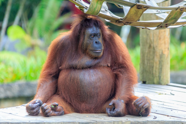 猩猩或红毛猩猩图片下载