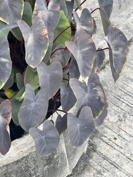 这是一幅在花盆里长着紫色叶子的植物的照片，这是一棵从水泥花盆里长出来的植物。图片下载