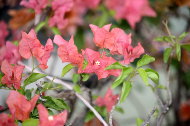 长有郁金香粉色苞片的三角梅品种(图片来源:Sanjiv Shukla)图片下载