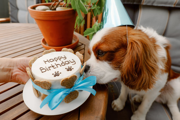 狗的生日聚会。宠物蛋糕是用肉骨头形状的饼干做成的。可爱的狗狗戴着派对帽，吃着美味的生日蛋糕图片下载
