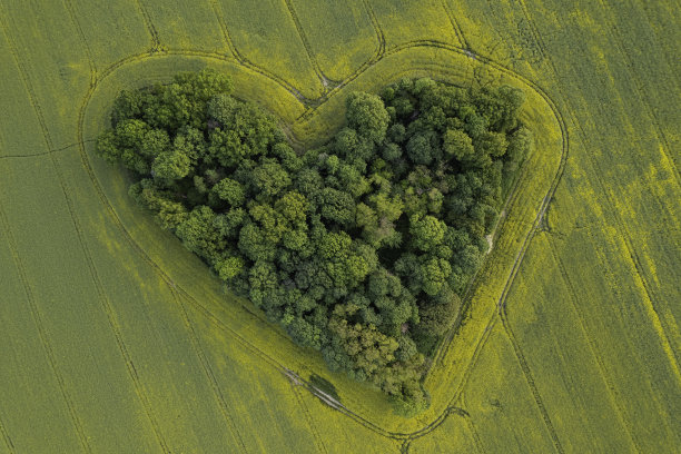 油菜地中央的绿色心形小树林图片下载