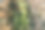 春林中的蕨类植物图片下载