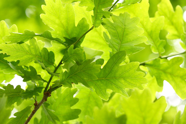 橡树叶图片下载