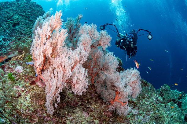 水下摄影概念。在泰国安达曼海，一名戴着水肺的女潜水员用水下相机拍摄了巨大的粉红色柳珊瑚。图片下载