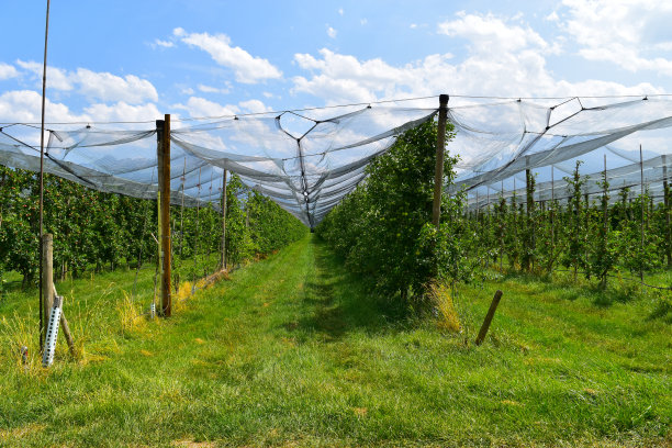苹果农场图片下载
