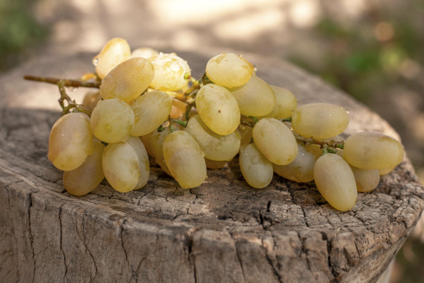 晨露后的葡萄图片下载