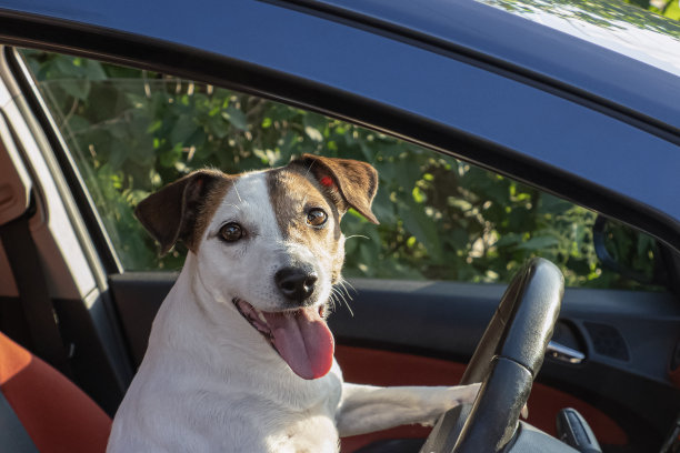 狗。杰克罗素梗。一只微笑的纯种狗开着车。公路旅行图片下载