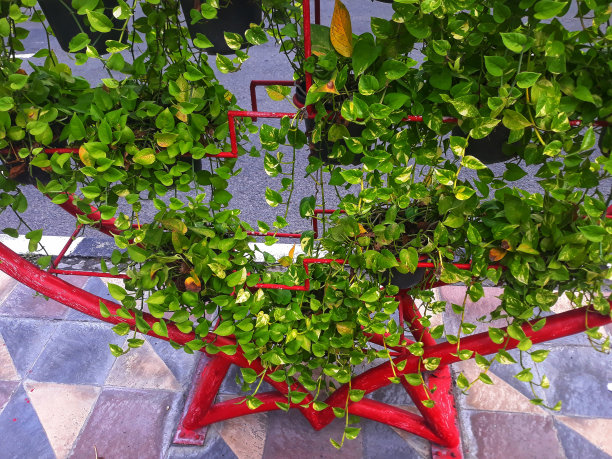 在城市的人行道上，盆栽的观赏植物被排列在铁片上，形成一个爱心图标的形状。爱心的形状为红色铁的象征图片下载