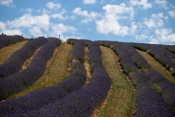 薰衣草田图片下载