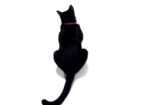 模糊了一只坐在地板上的黑猫，白色孤立的背景图片下载