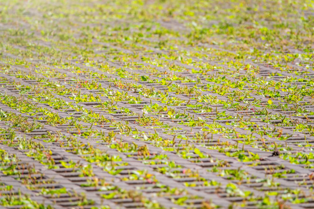 绿草如茵，穿过鹅卵石铺砌，室外花园地板背景照片纹理图片下载