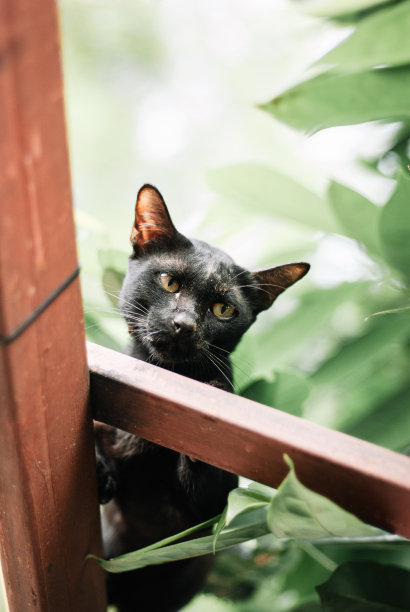 可怕的黑猫图片下载