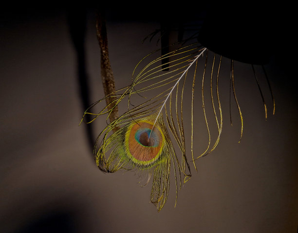 公的是孔雀，母的是雌的;都是孔雀。最常见的两种孔雀是蓝孔雀或印度孔雀图片下载