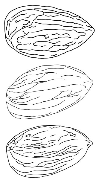 杏仁素描一组三图片下载