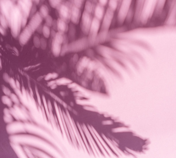 迷离的阴影热带棕榈叶在粉红色的墙壁背景。夏天的概念。图片下载