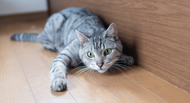 盯着猫图片下载