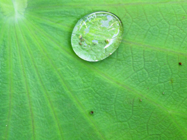 荷叶上的水滴。特写镜头。图片下载