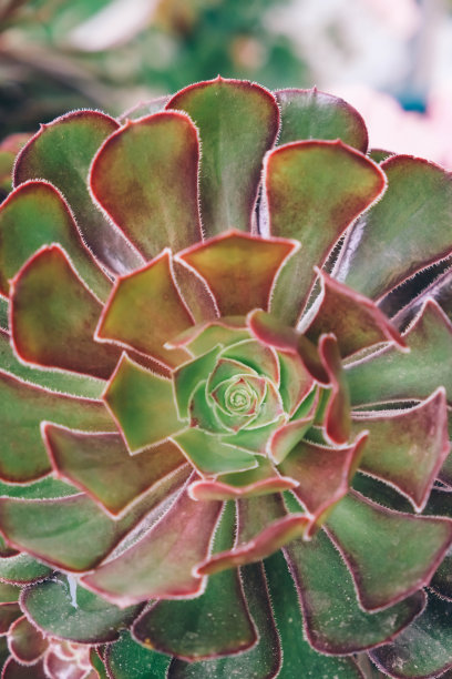 美丽的蔷薇花，特写。俯视图绿色多肉植物。绿色多肉，有有趣的叶子。高质量的照片图片下载