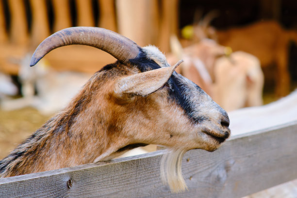 这只长角的家养哺乳动物正在乡村享受大自然和新鲜空气。图片下载