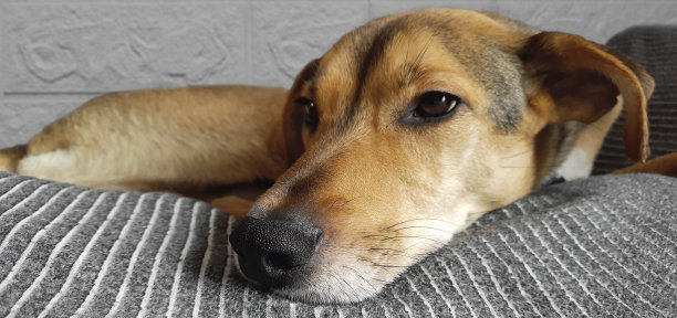 横幅和躺在床上的狗。宠物的隐秘生活。图片下载