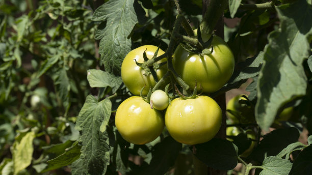 有机番茄田图片下载