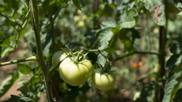 有机番茄田图片下载