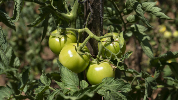 有机番茄田图片下载