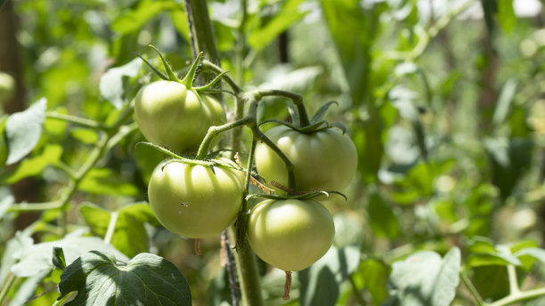 有机番茄田图片下载