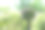 盆栽:正式花园中的盆栽植物图片下载