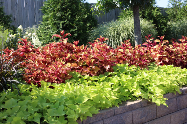 正式花园里的花图片下载