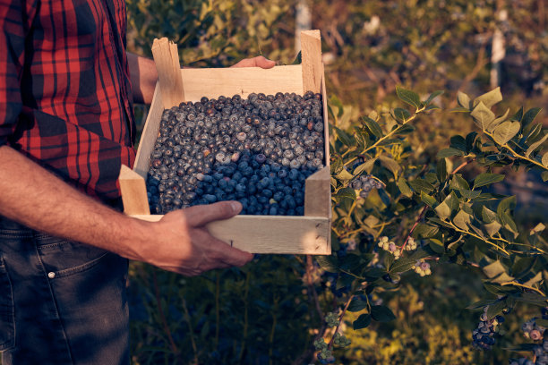 农场主在农场里拿着新鲜蓝莓。图片下载