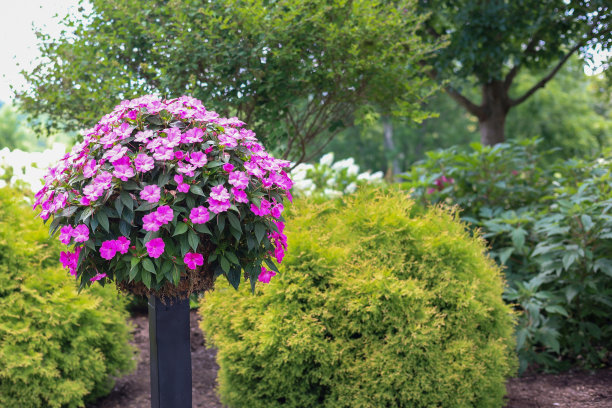 盆栽:正式花园中的盆栽植物图片下载