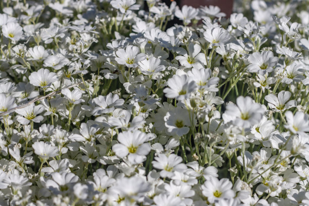怀俄明州提顿县杰克逊(杰克逊洞)的夏季雪(Cerastium tomentsum)图片下载