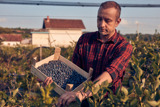 农场主在农场里拿着新鲜蓝莓。图片下载