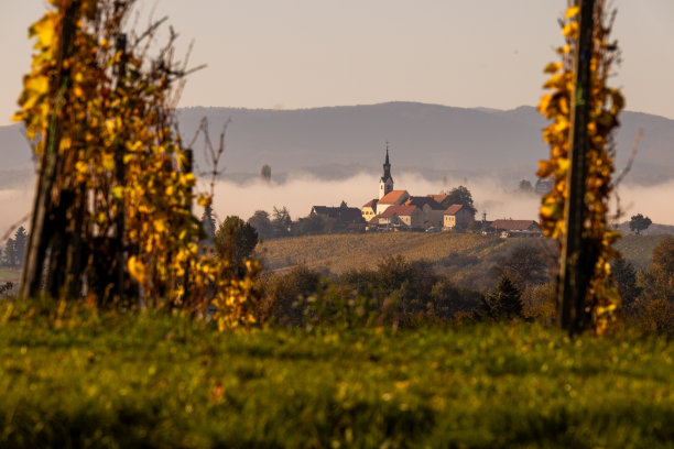 以山为背景的乡村教堂。晨雾中的葡萄园。Jeruzalem、斯洛文尼亚图片下载